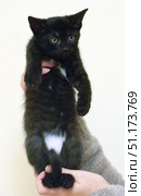 A black kitten with a white spot on its chest, held in arms. The kitten is held upright, its paws are slightly apart, and its tail is down. Its gaze is directed forward, its eyes are wide open, which gives an expression of curiosity and slight alertness. The black fur with a slight shine contrasts beautifully with the white spot on its belly and the background. The background is neutral, light, without distracting details, which focuses attention on the animal itself. The photo is perfect for the theme of pets, animal care, volunteering, and finding a new home for kittens. Стоковое фото, фотограф Анна Кривицкая / Фотобанк Лори