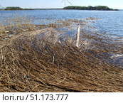 The coastal zone of a reservoir with dry reeds bent towards the water. The reed stems lie in a dense carpet, creating a textured foreground that contrasts with the smooth surface of the water. In the center, a fragment of a log or wooden pole is visible, half hidden among the reeds and going into the water. On the horizon, there is a green line of forest and a blue sky, emphasizing the calm atmosphere. The photo conveys the mood of a spring flood, silence and natural pristineness. Стоковое фото, фотограф Анна Кривицкая / Фотобанк Лори