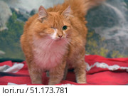A red longhaired cat with a white chest, missing one eye. The animal stands on a red patterned blanket and looks straight into the camera. In the background, a blurred image of green nature is visible, which creates a soft and calm ambience. Despite the injury, the cat looks well-groomed and confident, radiates a special charm and strength. This photo conveys the theme of resilience, the beauty of animals with special features and the touching uniqueness of pets. Стоковое фото, фотограф Анна Кривицкая / Фотобанк Лори