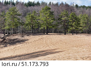 A natural landscape with a pine forest against a sand dune. In the foreground, soft golden sand with slight traces of wind and human activity is visible. Pine trees with bright green needles contrast with the gray and brown trunks of deciduous trees that have not yet covered their leaves. In the distance, the forest creates a dense wall of trunks and branches, and above, a clear blue sky with light clouds adds a sense of space. The atmosphere of the frame combines the wildness of nature and the tranquility of the northern forest landscape. Стоковое фото, фотограф Анна Кривицкая / Фотобанк Лори
