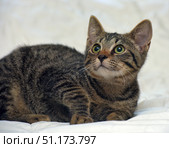 A charming tabby kitten with large green eyes. The animal is lying on a white background, which emphasizes its bright tiger color with brown and black stripes. The kitten looks up with curiosity and attention, creating the impression of alertness and interest in what is happening. Soft light makes the fur fluffy and emphasizes the details of the muzzle. The picture is ideal for the theme of pets, coziness, love for pets, as well as to illustrate the trust and curiosity of cats. Стоковое фото, фотограф Анна Кривицкая / Фотобанк Лори