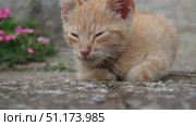 In a bright garden, a ginger cat dozes among blooming flowers, basking on warm concrete. A fragile young animal, a pet, rests on a summer day near the house. Red and white stripes on the kitten body. Стоковое видео, видеограф Юлия Петровская / Фотобанк Лори