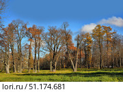 Autumn park with tall trees that have partially shed their leaves. Some crowns still have red and golden leaves, creating a warm contrast with the bright blue sky. Below, there is green grass, illuminated by the sun's rays, which adds freshness and brightness to the composition. The atmosphere of the frame combines autumn silence and tranquility with a sense of fading warmth. Ideal for illustrating nature, changing seasons, walks in the fresh air, harmony and ecology. Стоковое фото, фотограф Анна Кривицкая / Фотобанк Лори