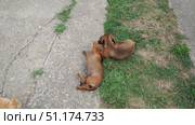 Two adorable dachshunds are having a delightful time rolling on the grass in a sunny backyard. Their playful antics showcase a deep bond as they play and interact with joy in peaceful outdoor setting. Стоковое фото, фотограф Юлия Петровская / Фотобанк Лори