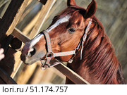The head of a beautiful bay horse with expressive eyes and a shiny reddish-brown coat. The animal is in harness - it is wearing a bridle halter with metal rings and buckles. The horse stands near a wooden paddock, and the sun's rays softly illuminate its muzzle and thick mane, giving the coat a rich shade. The close-up photo emphasizes the noble features of the animal, symbolizing strength, grace and trust between man and horse. Стоковое фото, фотограф Анна Кривицкая / Фотобанк Лори