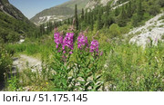 Vibrant fireweed flowers move in the wind amid a mountainous landscape with green vegetation rocky terrain, tall conifers and a curving road, highlighting natures resilience and ecological diversity. Стоковое видео, видеограф Андрей Ка / Фотобанк Лори