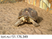 Mage of a terrestrial spur-bearing turtle. Geochelone sulcata. Стоковое фото, фотограф Константин Тимофеев / Фотобанк Лори
