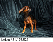 Adorable small brown dog miniature pinscher with huge ears stands on dark sofa looking up, cute pet portrait at home, funny domestic animal waiting for treat. Стоковое фото, фотограф Павел Муравьев / Фотобанк Лори