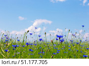 A cornflower field under the blue skies. Natural natural background. Стоковое фото, фотограф Лазаренко Светлана / Фотобанк Лори