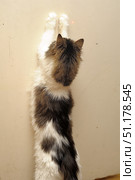 Fluffy cat with white and brown coloring, standing on its hind legs and stretching its front paws towards the wall. The animal plays with a red dot of a laser pointer, visible on a light surface. The cat is completely focused on the object of the game, stretched out to its full height. The picture conveys the activity and curiosity of pets, as well as their playful nature. Стоковое фото, фотограф Анна Кривицкая / Фотобанк Лори
