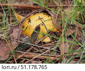 Russula grows in woods. Yellow hat. Edible mushroom. Стоковое фото, фотограф Олег Тараканов / Фотобанк Лори
