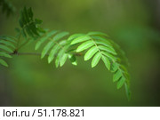 Young green rowan leaf close-up. The leaf consists of many elongated oval segments with jagged edges, located on both sides of the central vein. The background is blurred and made in soft green tones, which emphasizes the freshness and brightness of the foliage. The picture conveys the atmosphere of a forest or park in summer, the freshness of nature and the harmony of natural shades. Стоковое фото, фотограф Анна Кривицкая / Фотобанк Лори