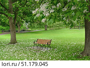 Blooming Catalpa bignonioides and flowers on green glade in Congress Park, Saratoga Springs, New York, United States. Стоковое фото, фотограф Валерия Попова / Фотобанк Лори