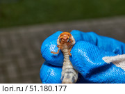 Close-up of the larva of the May beetle (lat. Melolontha). A white, thick larva of a May beetle was found in the ground during work on a garden plot. Detailed image of an insect in the larval stage. Стоковое фото, фотограф Андрей Жигальцов / Фотобанк Лори