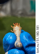 Close-up of the larva of the May beetle (lat. Melolontha). A white, thick larva of a May beetle was found in the ground during work on a garden plot. Detailed image of an insect in the larval stage. Стоковое фото, фотограф Андрей Жигальцов / Фотобанк Лори