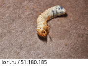 Close-up of the larva of the May beetle (lat. Melolontha). A white, thick larva of a May beetle was found in the ground during work on a garden plot. Detailed image of an insect in the larval stage. Стоковое фото, фотограф Андрей Жигальцов / Фотобанк Лори