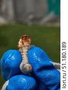 Close-up of the larva of the May beetle (lat. Melolontha). A white, thick larva of a May beetle was found in the ground during work on a garden plot. Detailed image of an insect in the larval stage. Стоковое фото, фотограф Андрей Жигальцов / Фотобанк Лори