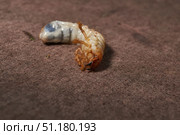 Close-up of the larva of the May beetle (lat. Melolontha). A white, thick larva of a May beetle was found in the ground during work on a garden plot. Detailed image of an insect in the larval stage. Стоковое фото, фотограф Андрей Жигальцов / Фотобанк Лори