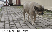 Gray street dog runs in slow motion. Стоковое видео, видеограф Кирилл Зотов / Фотобанк Лори