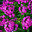Флоксы  (лат. Phlox) Стоковое фото, фотограф Зобков Юрий / Фотобанк Лори