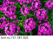 Флоксы  (лат. Phlox) Стоковое фото, фотограф Зобков Юрий / Фотобанк Лори