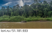 A Borneo pygmy elephant wanders along a tropical river. Side view. Above the water, back, head, raised trunk. Tall green grass on the shore. rain forest trees against a blue sky, clouds. Malaysia. Стоковое фото, фотограф Вера Ивановна Кубарева / Фотобанк Лори