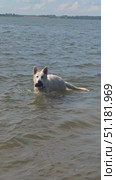 Vertical slow motion footage of a White Swiss Shepherd running through water after a thrown stick. Стоковое видео, видеограф Сергей Пристяжнюк (Serg Zastavkin) / Фотобанк Лори