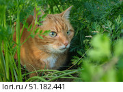 Beautiful ginger cat sits in a bed of carrots and hunts from hiding in autumn summer day. Стоковое фото, фотограф Мария Зубарева / Фотобанк Лори