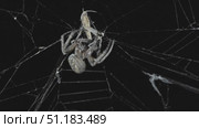 Spider hunt on web at night. Стоковое видео, видеограф Михаил Коханчиков / Фотобанк Лори