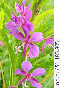 Blooming fireweed (Epilobium angustifolia) close-up. Bright pink and purple petals of open flowers contrast with rich green oblong leaves of the plant. Thin stamens with dark anthers and curved white stigmas give the inflorescence lightness and grace. The background is slightly blurred, which emphasizes the main plant and emphasizes its beauty. The photo conveys the atmosphere of a summer field or meadow, associated with natural freshness, herbal medicine and medicinal herbs. Стоковое фото, фотограф Анна Кривицкая / Фотобанк Лори