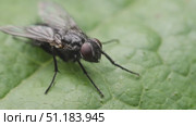 Муха семейства настоящие мухи (Muscidae) отдыхает на зеленом листе растения. Стоковое видео, видеограф Mixail59 / Фотобанк Лори