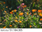 Blooming orange pot marigold flowers thrive in a summer garden, basking in warm sunlight and creating a vibrant, cheerful atmosphere filled with natural beauty. Стоковое фото, фотограф Ольга Ильина / Фотобанк Лори