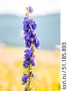Aconitum altaicum Steinb. (семейство Ranunculaceae) - Борец алтайский, Аконит алтайский. Место произрастания - высокогорье, Семинский перевал, Онгудайский район горного Алтая. Стоковое фото, фотограф Евгений Мухортов / Фотобанк Лори