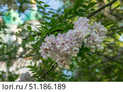 Blooming robinia pseudoacacia, commonly known in Russian as white acacia, is a fast—growing tree, a species of the genus Robinia of the Legume family Fabaceae on a sunny spring day, Astrakhan, Russia. Стоковое фото, фотограф Ula Ulachka / Фотобанк Лори
