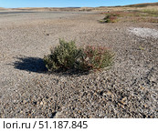 Солерос солончаковый (Salicornia perennans) на обнажившемся дне озера Чокрак. Республика Крым, Ленинский район, окрестности села Курортное. Редакционное фото, фотограф Щеголева Ольга / Фотобанк Лори