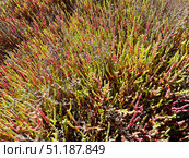 Солерос солончаковый (Salicornia perennans), вегетирующее растение. Озеро Чокрак, Республика Крым, Ленинский район, окрестности села Курортное. Редакционное фото, фотограф Щеголева Ольга / Фотобанк Лори