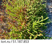 Солерос солончаковый (Salicornia perennans). Озеро Чокрак, Республика Крым, Ленинский район, окрестности села Курортное. Редакционное фото, фотограф Щеголева Ольга / Фотобанк Лори