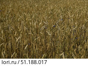 Пшеница. Злаковое сельскохозяйственное растение. Зерновые культуры. Зерно. Стоковое фото, фотограф Зинаида Никитенко / Фотобанк Лори