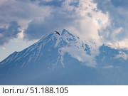 Птица, летящая на фоне горной вершины. Стоковое фото, фотограф Эрик Романенко / ТАСС / Фотобанк Лори