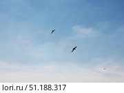 Birds soaring in a clear blue sky. Two seagulls silhouettes on blue background. Стоковое фото, фотограф Лариса Потехина / Фотобанк Лори