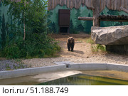 Grizzly bear in a spacious enclosure in a modern zoo. Редакционное фото, фотограф Евгений Харитонов / Фотобанк Лори