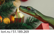A curious green tree snake investigates colorful ornaments and festive lights on a Christmas tree, adding excitement to the holiday atmosphere. Стоковое AI-видео, аниматор Данила Большаков / Фотобанк Лори