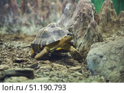 A turtle in an aviary behind glass. Rare animals. Fauna of our planet. Стоковое фото, фотограф Наталия Кирсанова / Фотобанк Лори