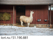 Llama or saiga in the zoo. Rare animals. The animal world of our planet. Стоковое фото, фотограф Наталия Кирсанова / Фотобанк Лори