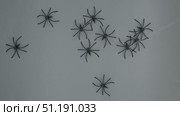 Lots of little black plastic spiders and white webs. Стоковое видео, видеограф Катерина Белякина / Фотобанк Лори