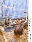 Vyborg, Russia - May 30, 2021. Museum in a 17th century castle in the city of Vyborg in Russia. The animal world of the place. Редакционное фото, фотограф Наталия Кирсанова / Фотобанк Лори