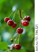 The fruit of the cherry fruit tree. Edible fruits of trees. Gardening and agronomic production. Стоковое фото, фотограф Наталия Кирсанова / Фотобанк Лори