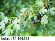 The fruit of the fruit bush is black currant. Edible fruits in the garden. Gardening and agronomic production. Стоковое фото, фотограф Наталия Кирсанова / Фотобанк Лори