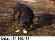 A small black stray dog eating cookies outside in the countryside in autumn. Стоковое фото, фотограф Неведицына Елена / Фотобанк Лори