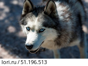 Close-up of a husky dog's head with blue eyes against a blurred background. The dog's fur is gray and white. The dog is looking directly at the camera. Стоковое фото, фотограф Photojuli / Фотобанк Лори